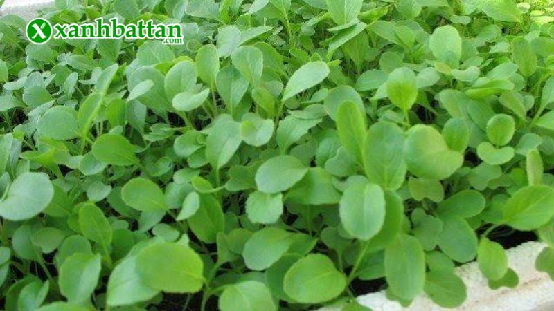 Hướng dẫn cách gieo trồng và bảo quản hạt giống cải ăn non Baby