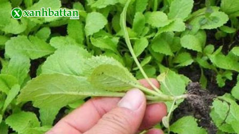 Hạt giống cải ăn non Baby là gì?