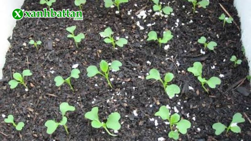Hướng dẫn cách gieo trồng và bảo quản hạt giống cải bẹ dưa