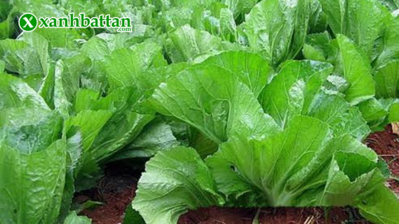Hạt giống cải bẹ dưa (Toà xoại) là gì?