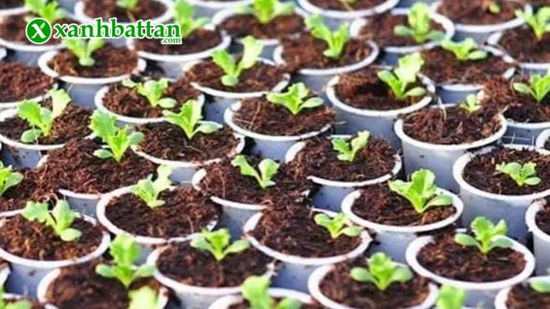 Hướng dẫn cách gieo trồng và bảo quản hạt giống cải bẹ dún