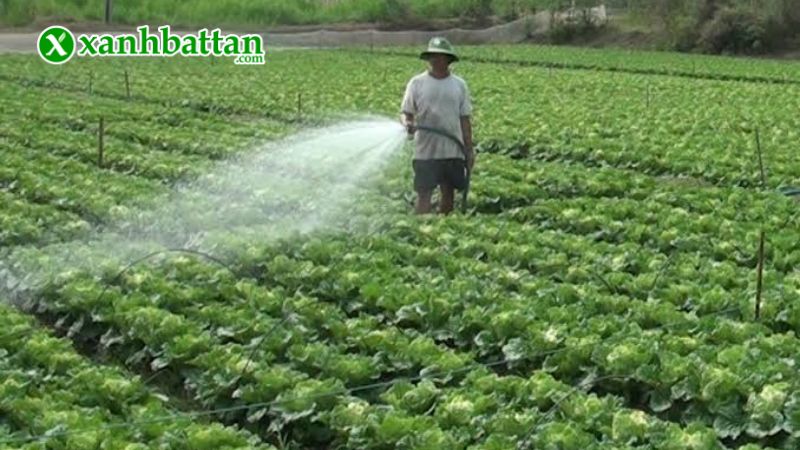 Hạt giống cải bẹ dún là gì?