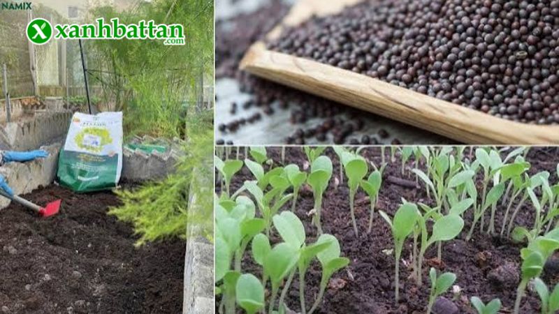 Hướng dẫn cách gieo trồng và bảo quản hạt giống cải bẹ mào gà