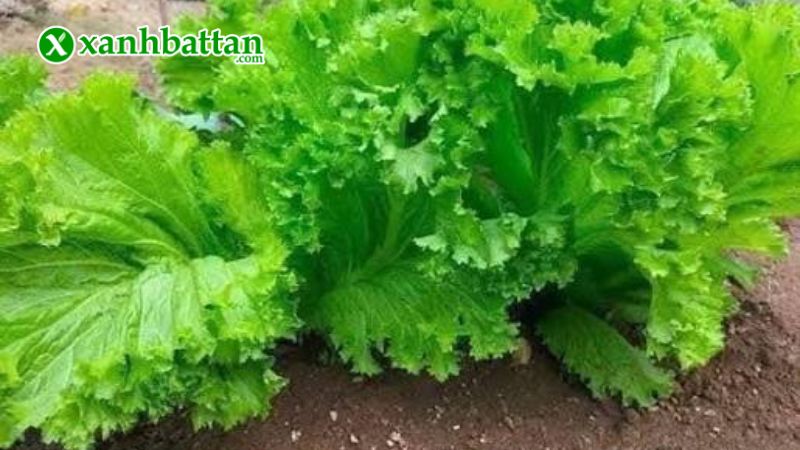 Hạt giống cây cải bẹ mào gà là gì?