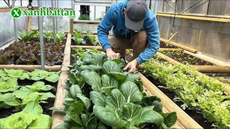 Hướng dẫn cách gieo trồng và bảo quản hạt giống cải bẹ trắng