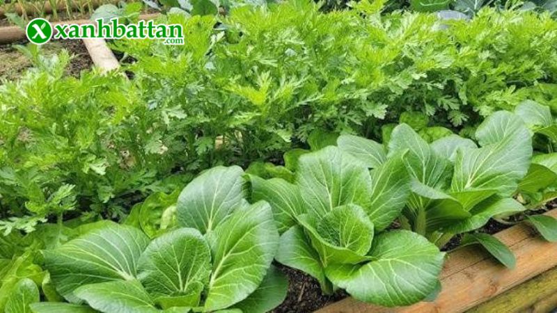 Hạt giống cây cải bẹ trắng là gì?