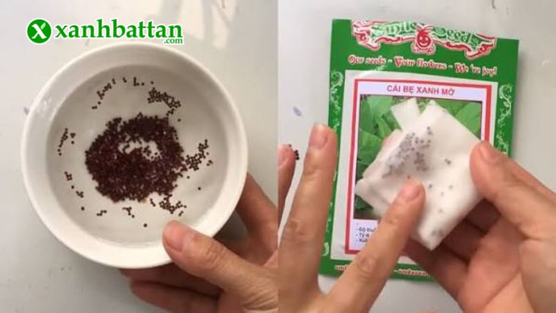 Hướng dẫn cách gieo trồng và bảo quản hạt giống cải bẹ xanh mỡ
