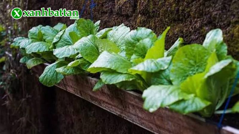 Hạt giống cây cải bẹ xanh mỡ là gì?