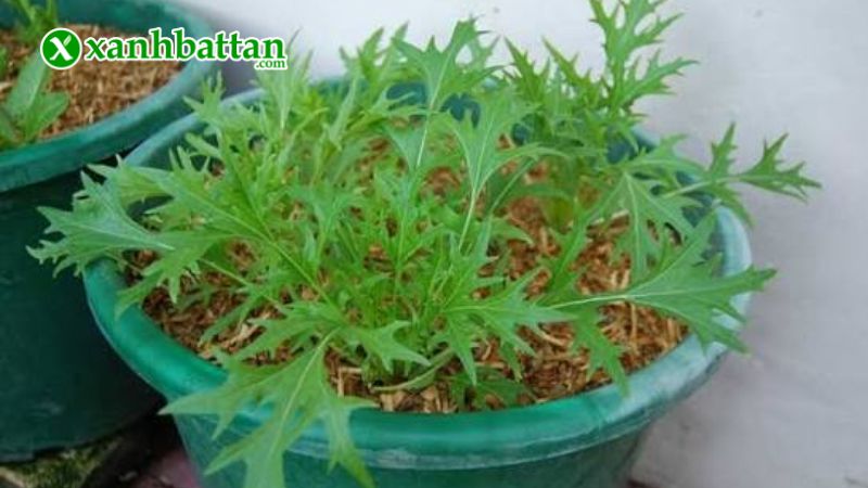 Hướng dẫn cách gieo trồng và bảo quản hạt giống cải bẹ xanh ngọt đuôi phụng