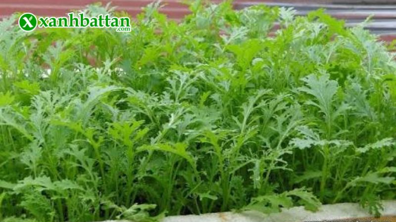 Hạt giống cải bẹ xanh ngọt đuôi phụng là gì?