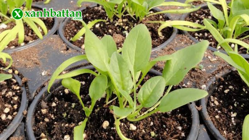 Hướng dẫn cách gieo trồng và bảo quản hạt giống cây cải bó xôi