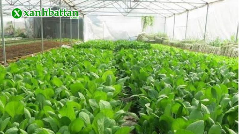 Hạt giống cây cải bó xôi là gì?
