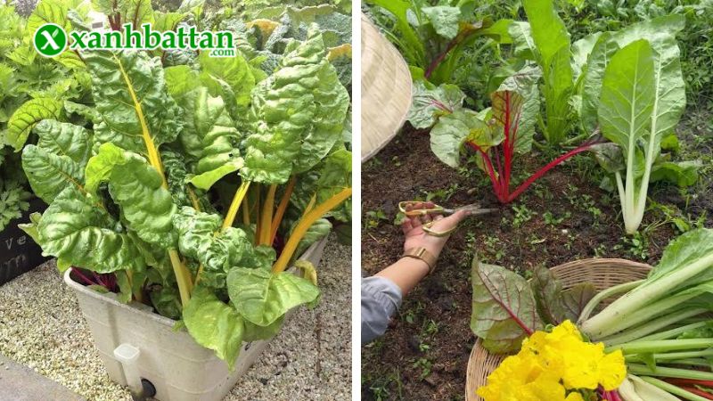 Hướng dẫn cách gieo trồng và bảo quản hạt giống cây cải cầu vồng