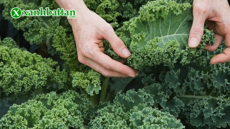 Hướng dẫn cách gieo trồng và bảo quản hạt giống cây cải kale (cải xoăn Mỹ)