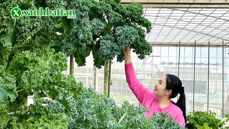 Hạt giống cây cải kale (cải xoăn Mỹ) là gì?