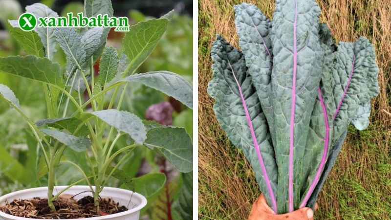 Hướng dẫn cách gieo trồng và bảo quản hạt giống cây cải Kale khủng long