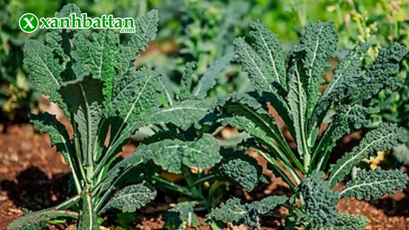 Hạt giống cây cải Kale khủng long là gì?