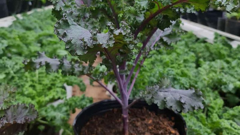 Hướng dẫn cách gieo trồng và bảo quản hạt giống cây cải Kale tím