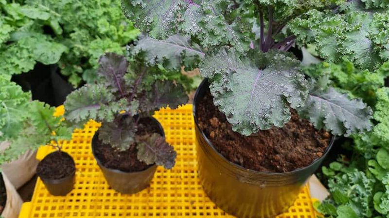 Hạt giống cây cải Kale tím là gì?