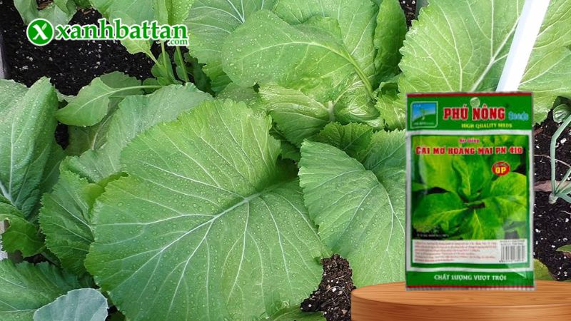 Hạt giống cải mơ Hoàng Mai là gì?