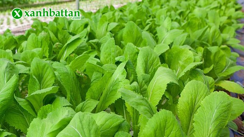 Hướng dẫn cách gieo trồng và bảo quản hạt giống cải mơ Hoàng Mai
