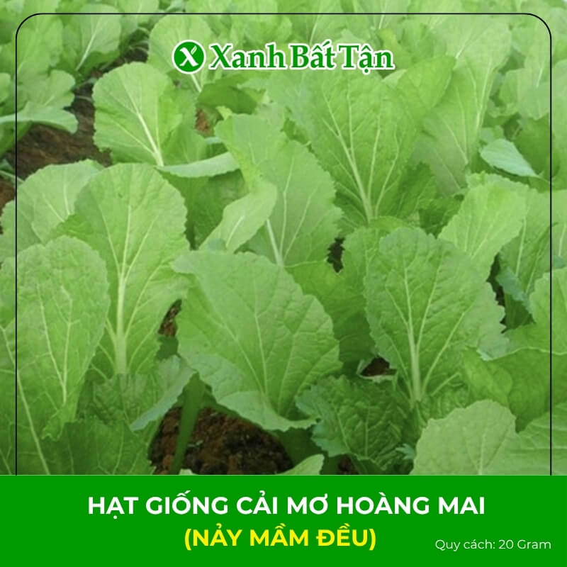 Hạt giống cải mơ hoàng mai