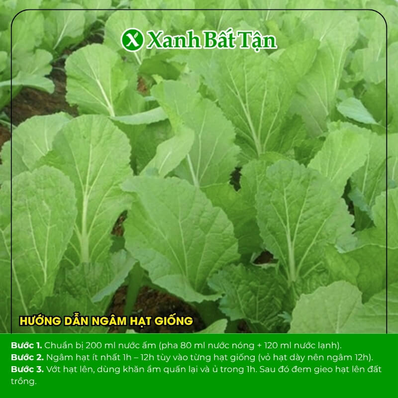 Hạt giống cải mơ hoàng mai phú nông nảy mầm cao