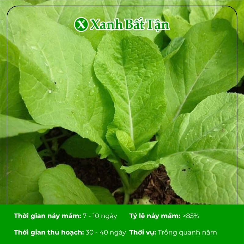Hạt giống cải mơ tỷ lệ nảy mầm cao