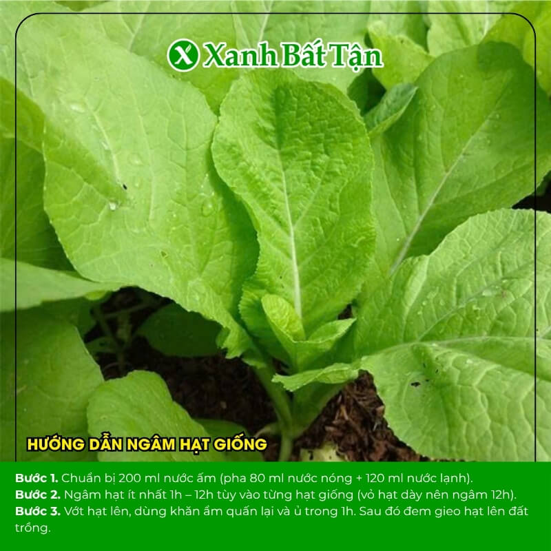 Hạt giống cải mơ phú nông