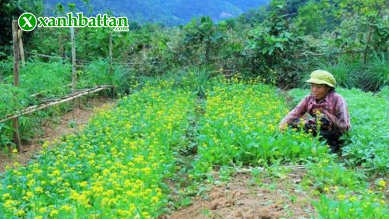 Hướng dẫn cách gieo trồng và bảo quản hạt giống cải ngọt ăn bông