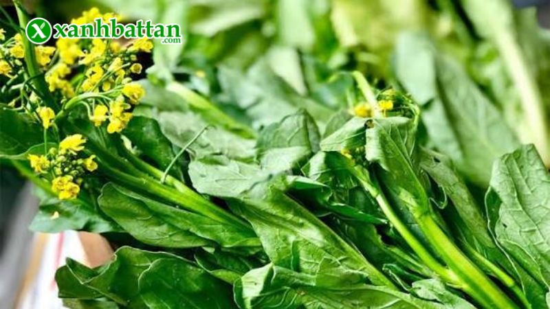 Hạt giống cây cải ngọt ăn bông (cải ngồng) là gì?