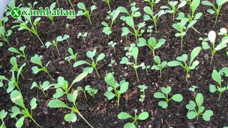 Hướng dẫn cách gieo trồng và bảo quản hạt giống cải ngọt