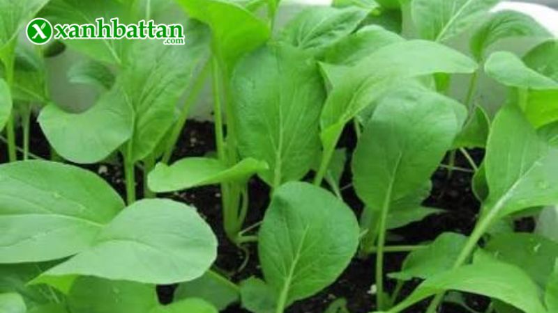 Hạt giống cây cải ngọt cao sản là gì?