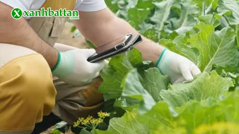 Hướng dẫn cách gieo trồng và bảo quản hạt giống cây rau cải rổ