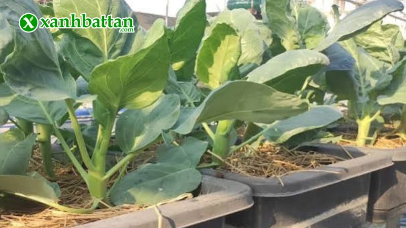 Hạt giống cây rau cải rổ là gì?