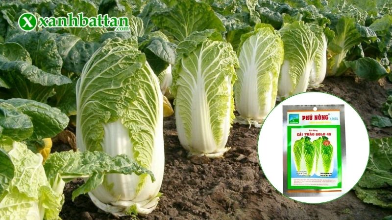 Hạt giống cây cải thảo (cải bao) là gì?