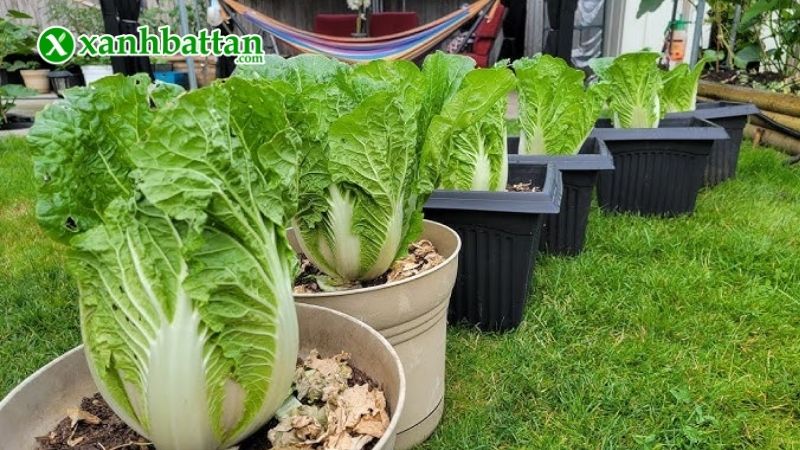 Hướng dẫn cách gieo trồng và bảo quản hạt giống cây cải thảo (cải bao)