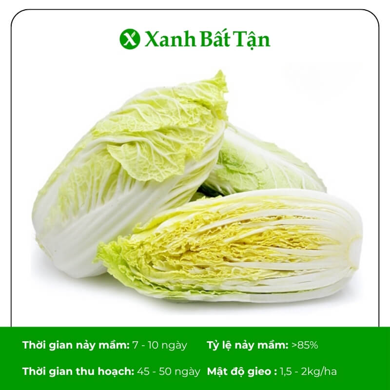 Hạt giống cải thảo Phú Nông