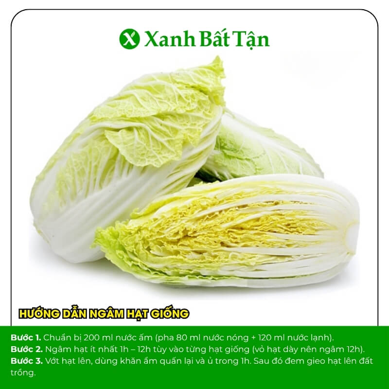 Hạt giống cải thảo năng suất cao