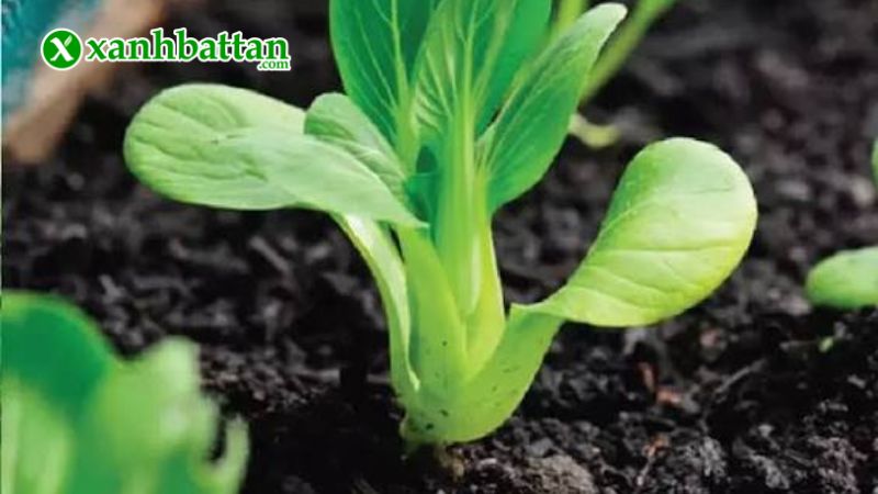 Hướng dẫn cách gieo trồng và bảo quản hạt giống cải thìa