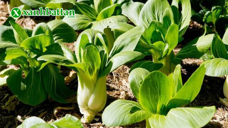 Hạt giống cây cải thìa là gì?