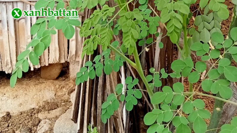 Hạt giống cây chùm ngây là gì?