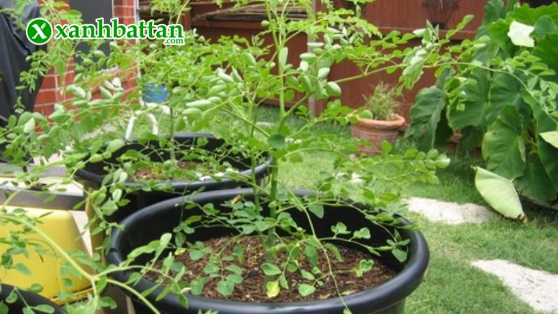 Hướng dẫn cách gieo trồng và bảo quản hạt giống cây chùm ngây