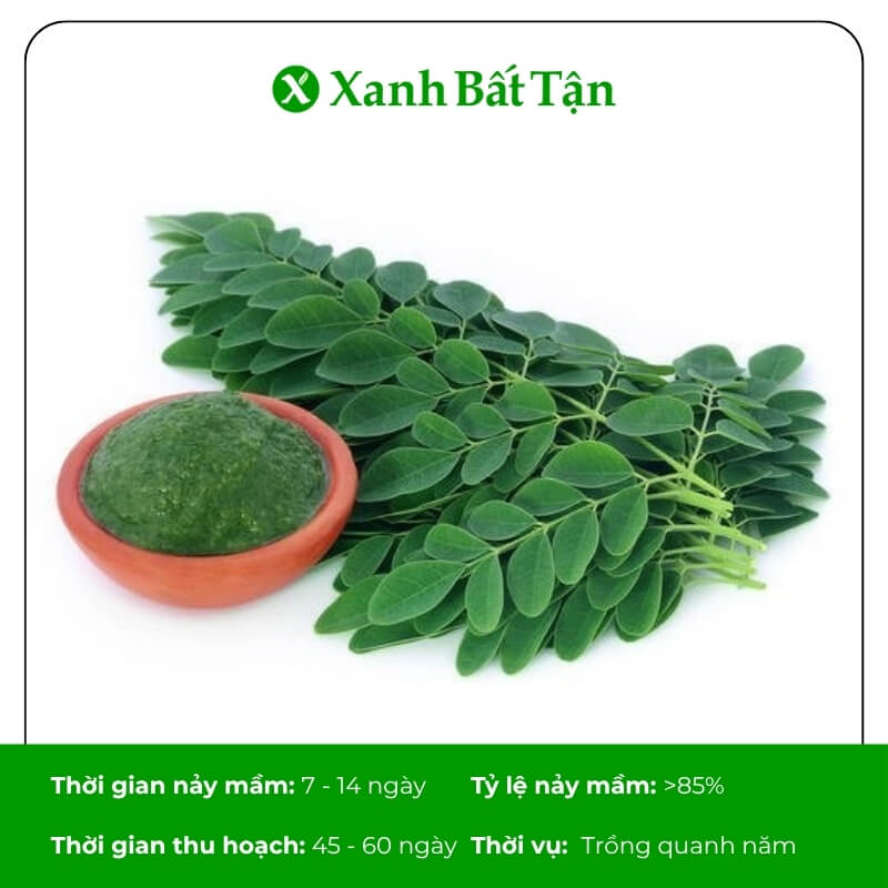 Hạt giống cây chùm ngây Phú Nông