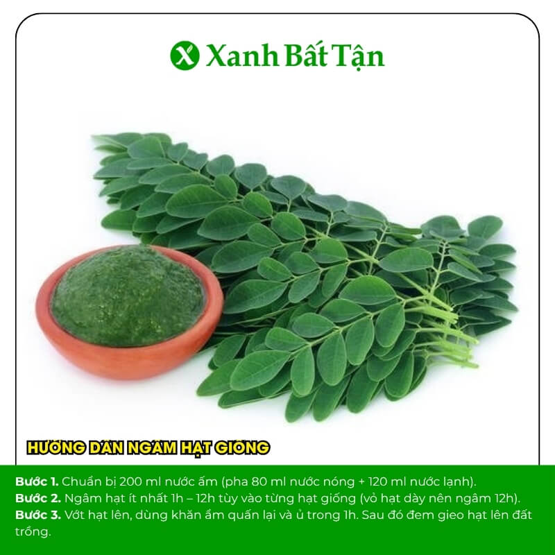 Hạt giống cây chùm ngây năng suất cao