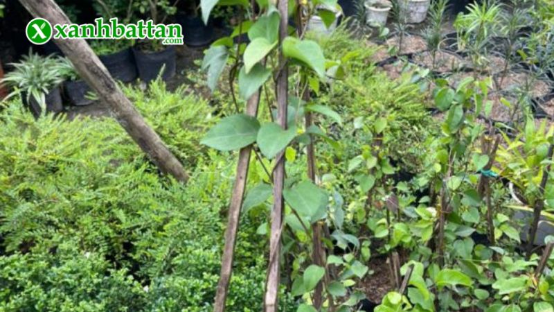 Hướng dẫn cách gieo trồng và bảo quản hạt giống lá giang
