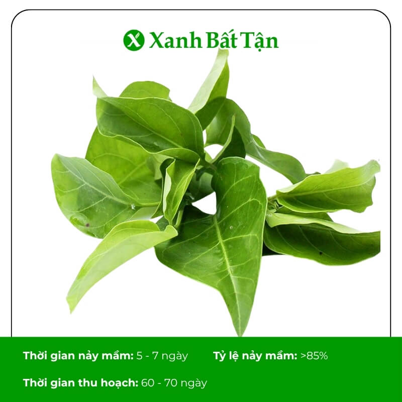 Hạt giống cây lá giang