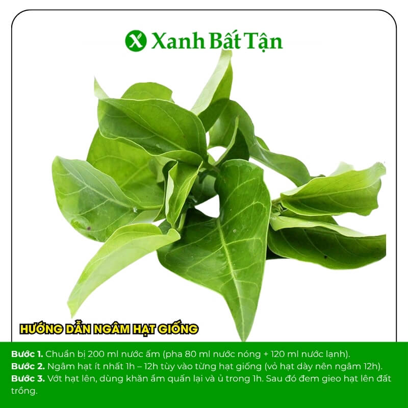 Hạt giống cây rau lá giang