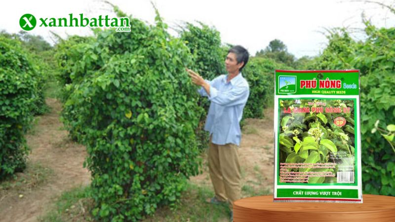 Hạt giống lá giang (lá lồm) là gì?