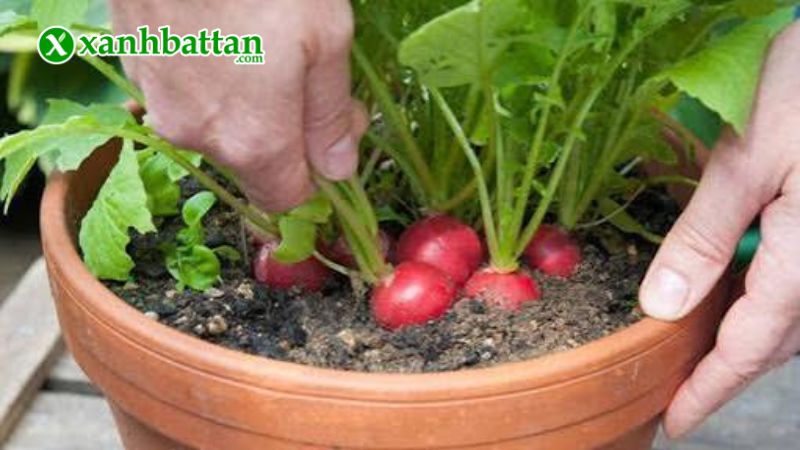 Hướng dẫn cách gieo trồng và bảo quản hạt giống cây củ cải đỏ tròn